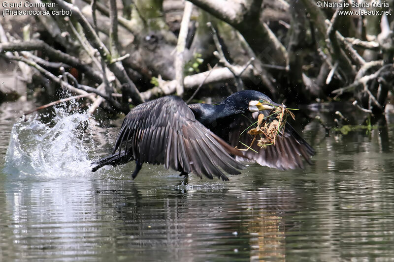 Great Cormorantadult, Flight, Reproduction-nesting