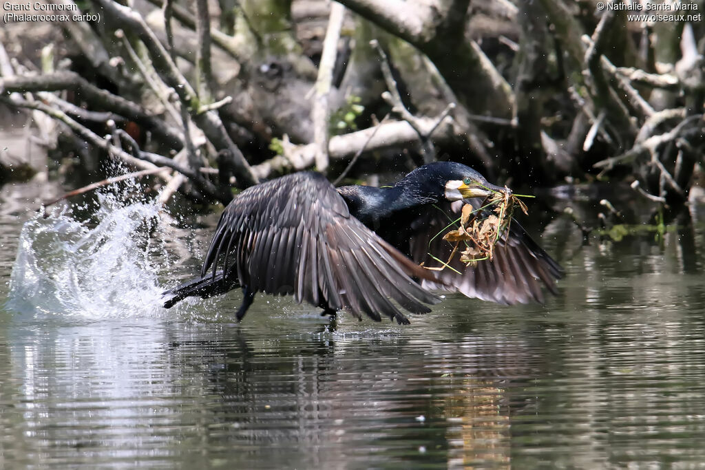 Great Cormorantadult, Flight, Reproduction-nesting