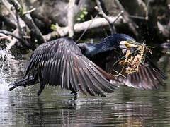 Great Cormorant