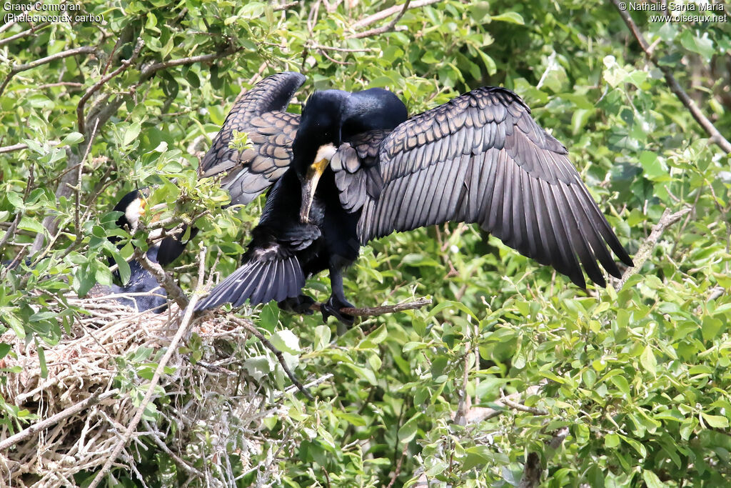 Grand Cormoranadulte, identification, soins, Nidification