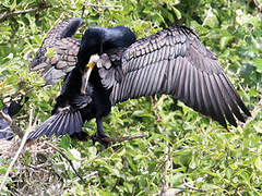 Great Cormorant