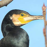 Great Cormorant