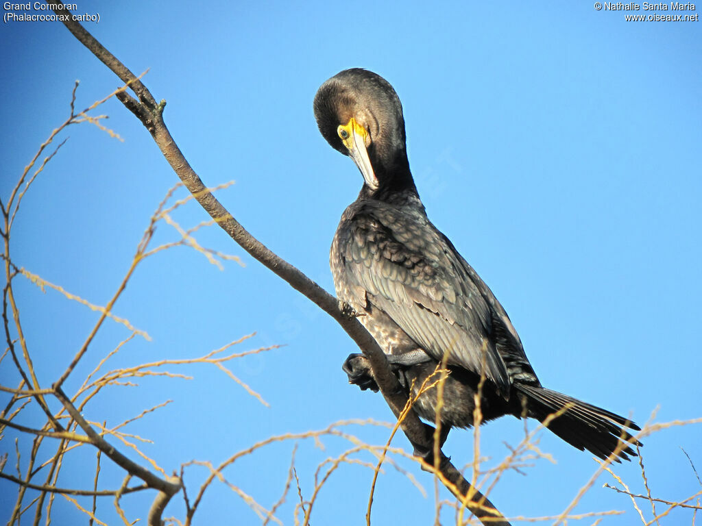 Grand Cormoranimmature