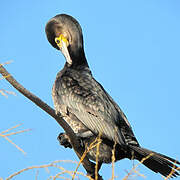 Great Cormorant