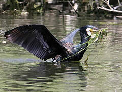 Great Cormorant