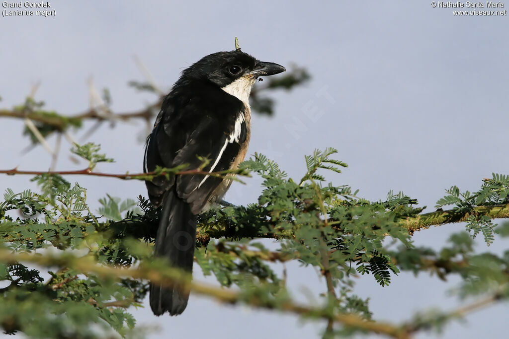 Grand Gonolekadulte, identification, habitat