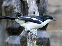 Tropical Boubou