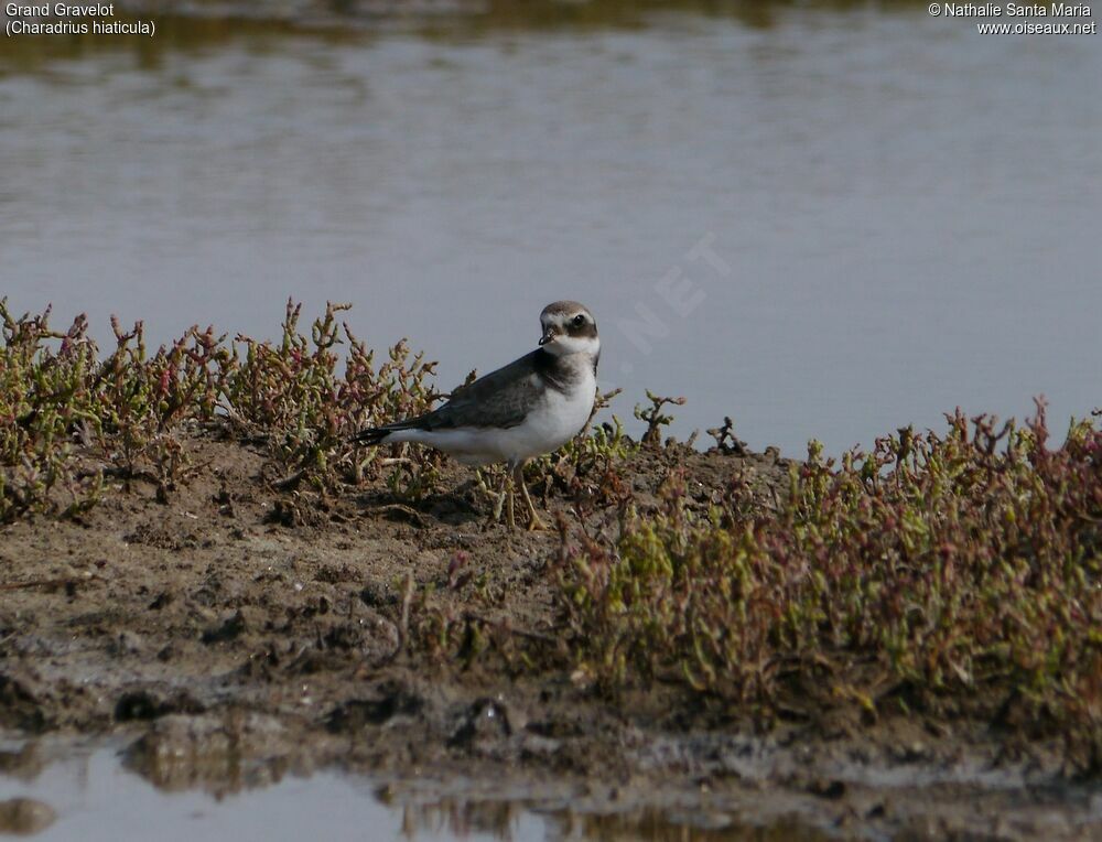 Common Ringed Ploverimmature