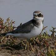 Common Ringed Plover