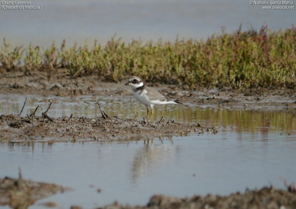 Common Ringed Ploverimmature