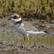 Common Ringed Plover