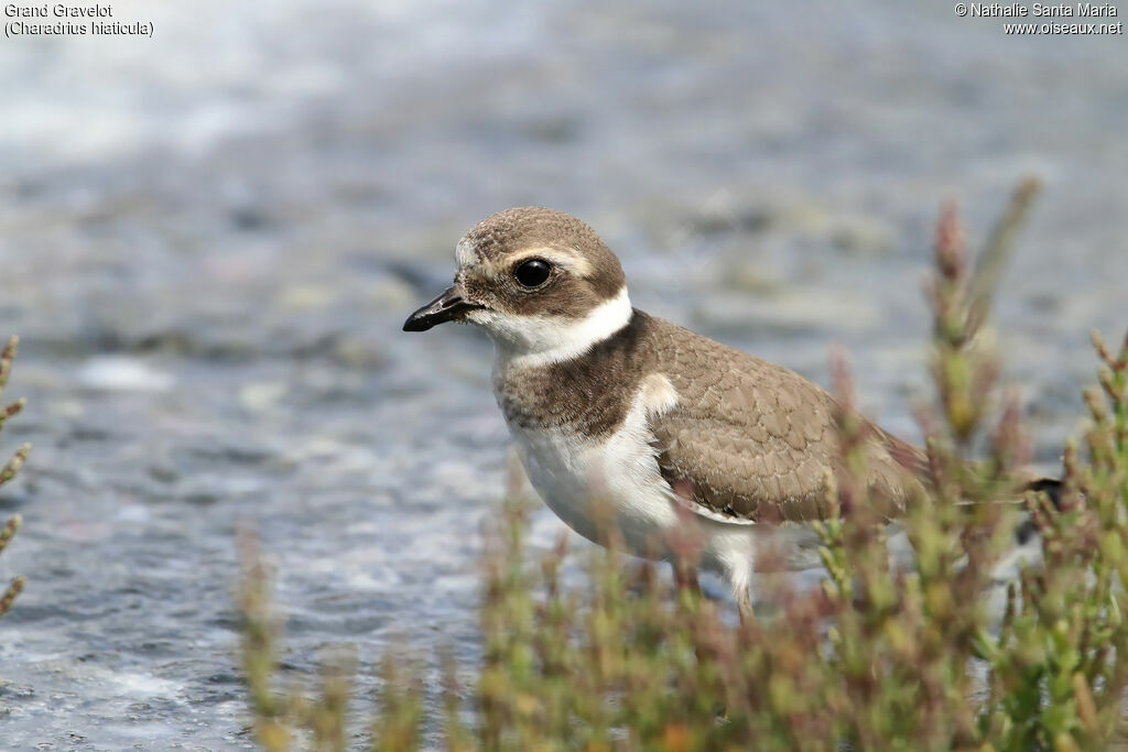 Grand Gravelotjuvénile, identification, habitat, marche