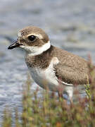 Common Ringed Plover