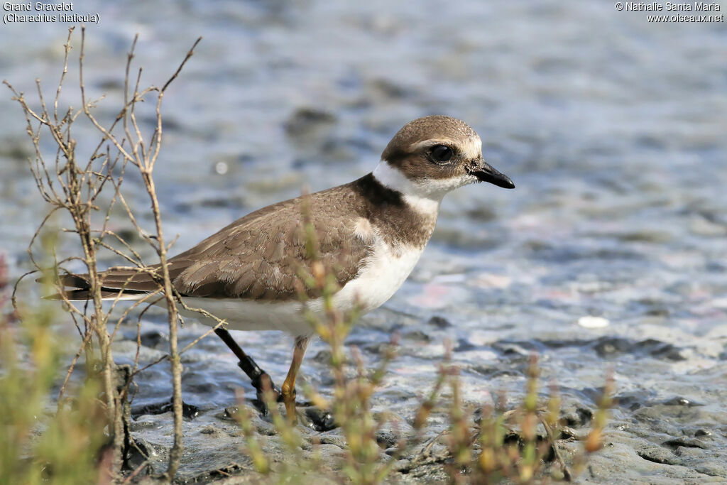 Grand Gravelotjuvénile, identification, habitat, marche