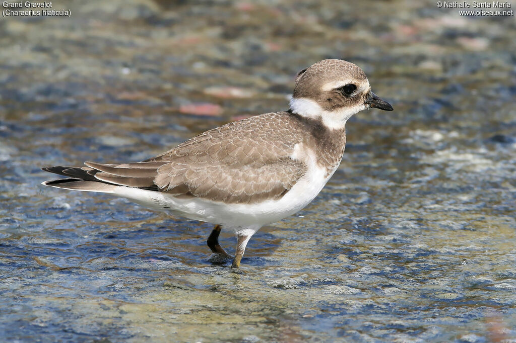 Grand Gravelotjuvénile, identification, habitat, Comportement