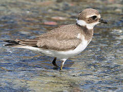 Common Ringed Plover