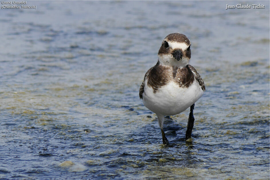 Common Ringed Ploverjuvenile, identification, walking