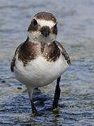 Common Ringed Plover