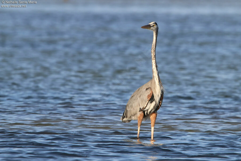 Great Blue Heronadult, identification