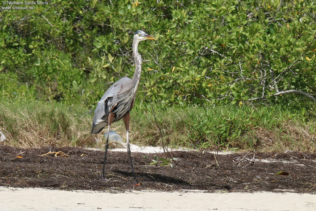 Grand Héronadulte, identification