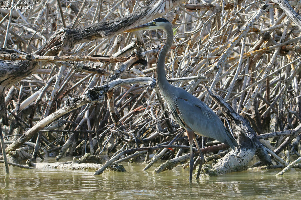 Great Blue Heronadult, identification