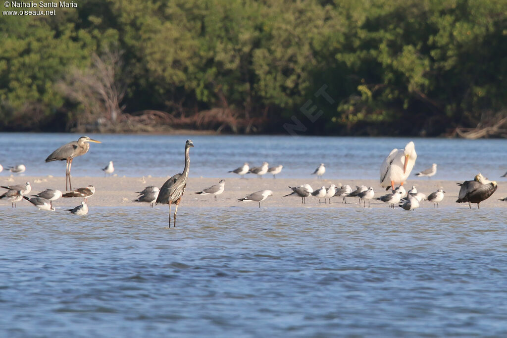 Great Blue Heronadult, habitat