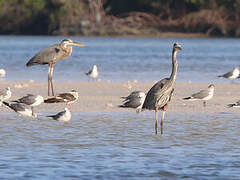 Great Blue Heron