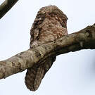 Grand Ibijau