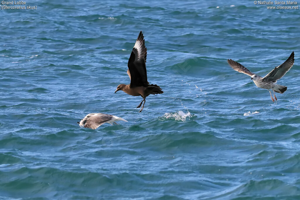 Great Skuaimmature, Flight, fishing/hunting