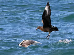 Great Skua