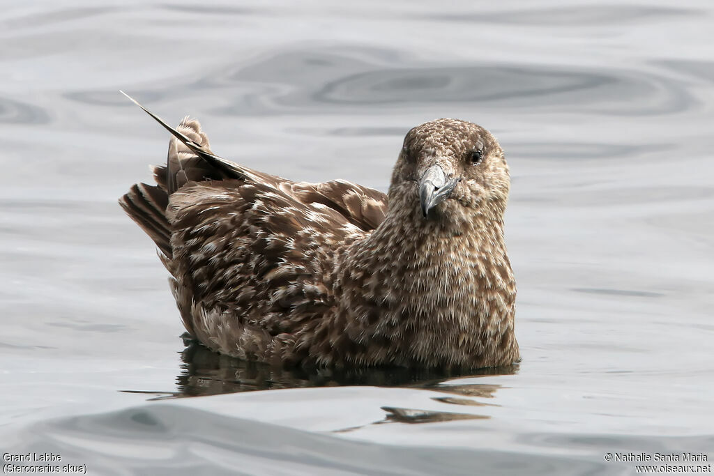 Great Skuaimmature, identification, swimming