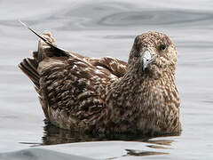 Great Skua