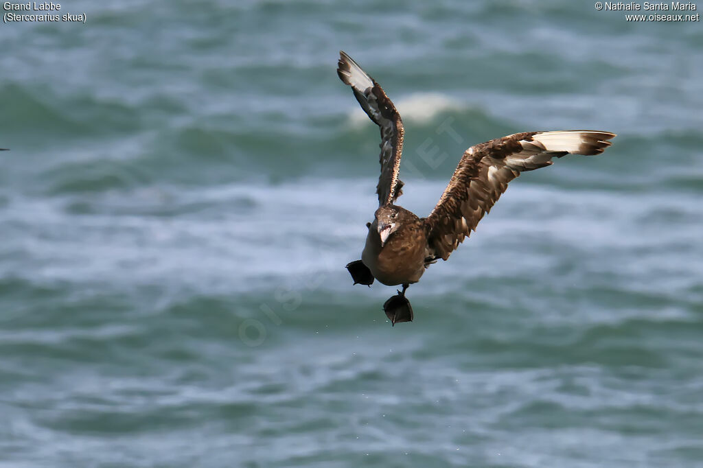 Great Skuaimmature, identification, Flight, fishing/hunting