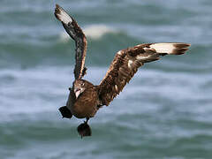 Great Skua