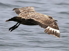 Great Skua