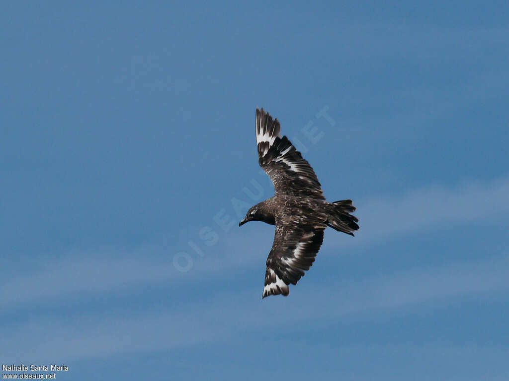 Great Skuaimmature, moulting, Flight