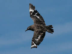 Great Skua