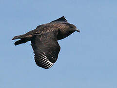 Great Skua