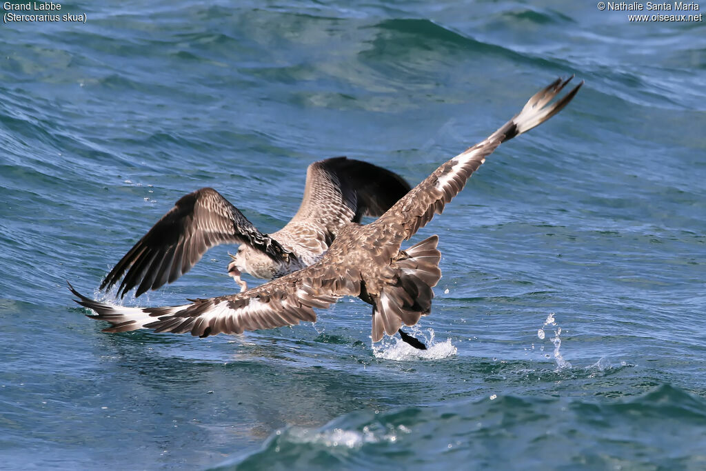 Great Skuaimmature, Flight