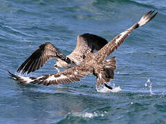 Great Skua