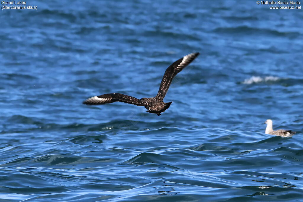 Grand Labbeadulte, identification, Vol, pêche/chasse