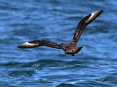 Great Skua