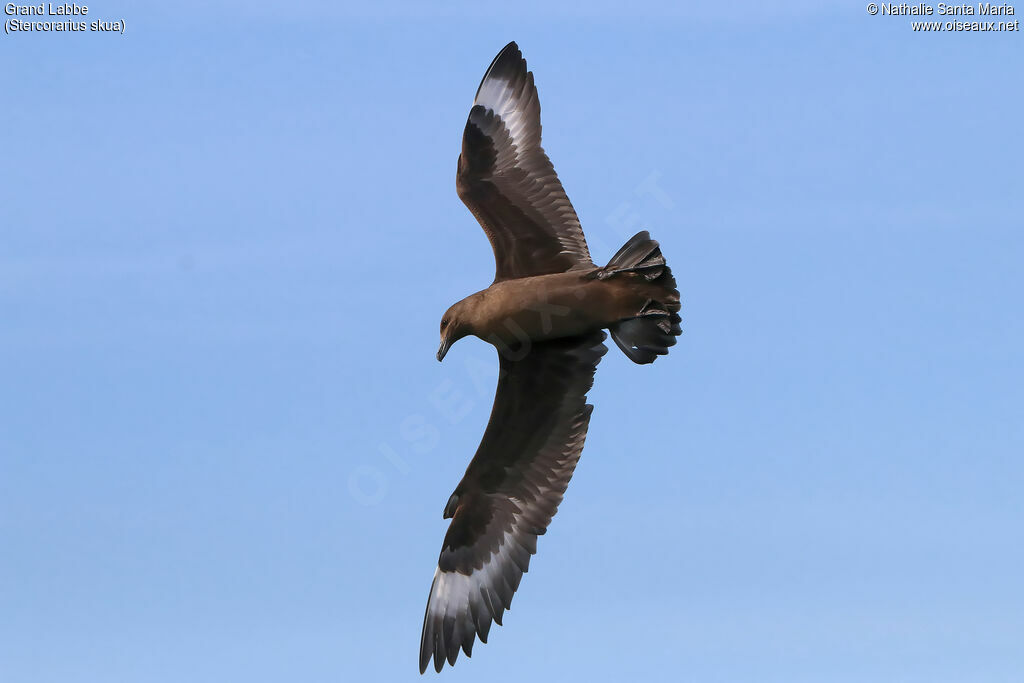 Great Skuajuvenile, Flight