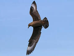 Great Skua