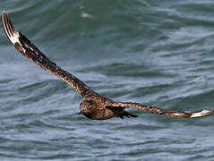 Great Skua