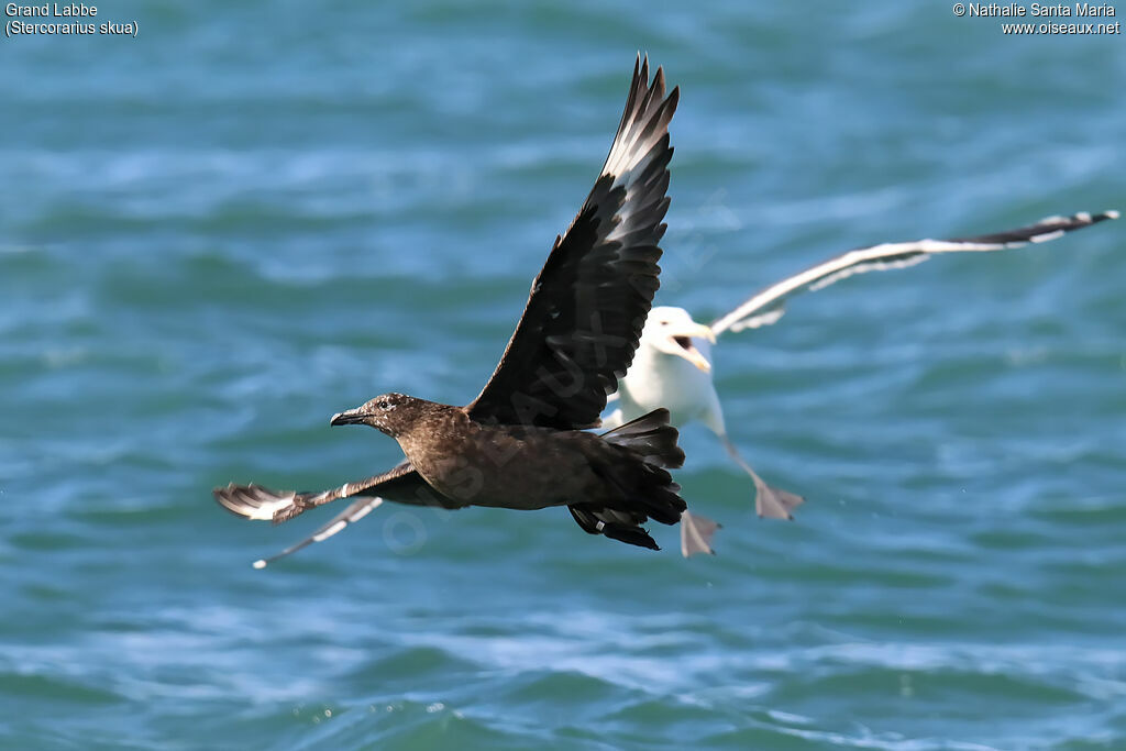 Great Skuaadult, Flight