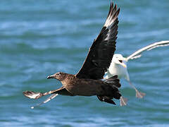 Great Skua