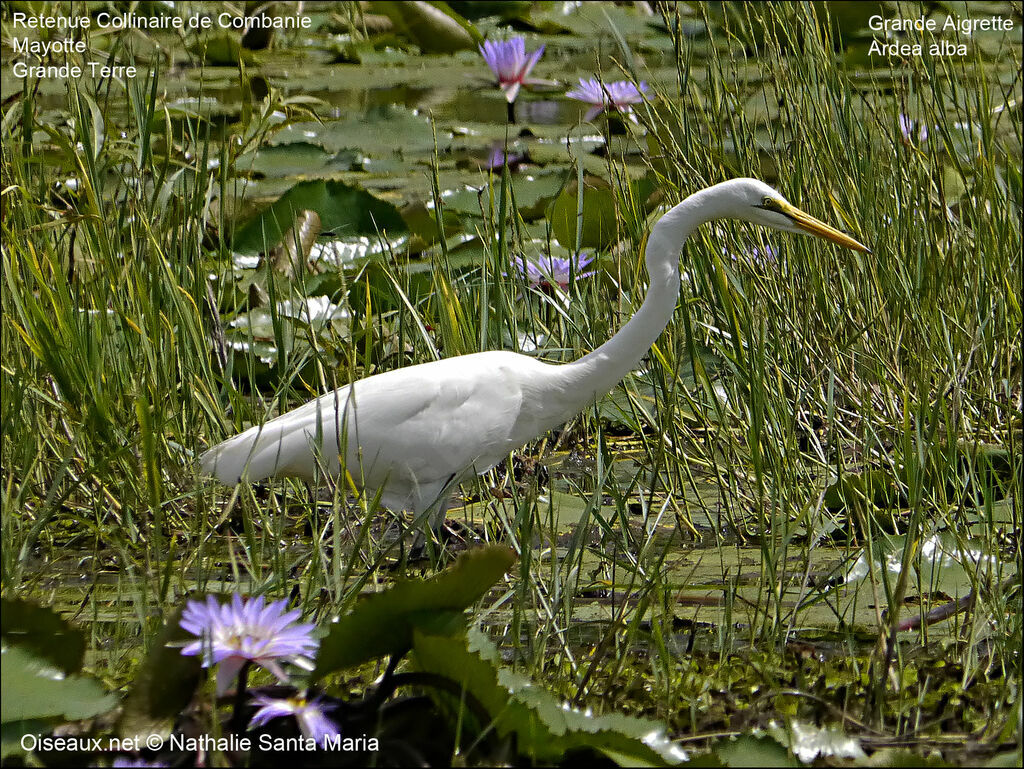 Grande Aigretteadulte nuptial, identification, habitat, marche, pêche/chasse, Comportement