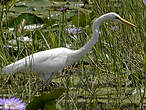 Grande Aigrette