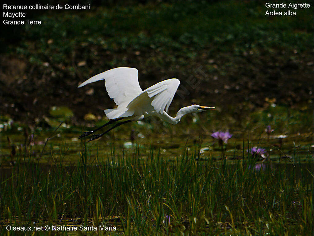 Grande Aigretteadulte nuptial, identification, habitat, Vol